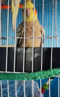 عروس هلندی