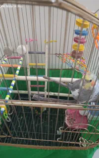 عروس هلندی نر