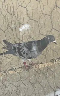کبوتر پلاکی