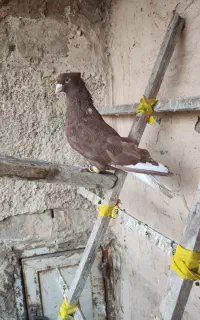 کبوتر