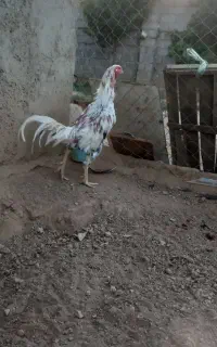 خروس لاری ابرش
