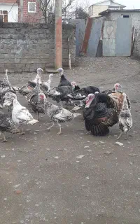 بوقلمون
