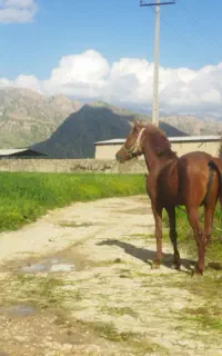 اسب