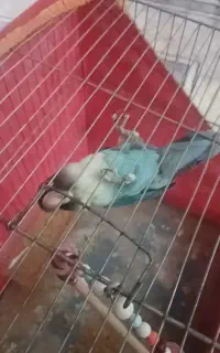 کوتوله برزیلی گمشده‌