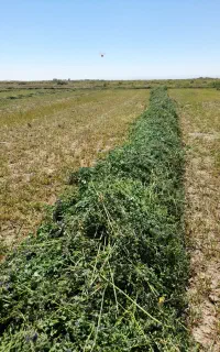 پرس یونجه