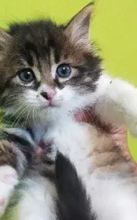 بچه گربه پرشین