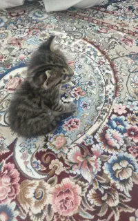 واگذاری بچه گربه