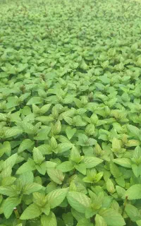 فروشنده خانم (گل و گیاه)