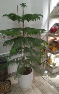 کاج مطبق