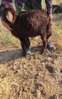 گوسفند