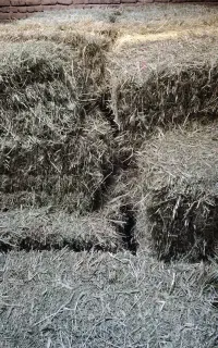 فروش پرس شبدر
