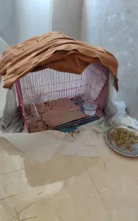 خرگوش