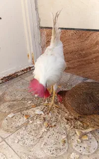 خروس و مرغ و جوجه