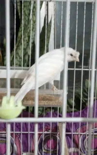 پرنده