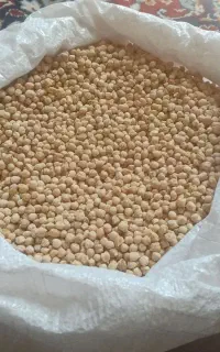 نخود