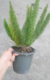 دم روباهی