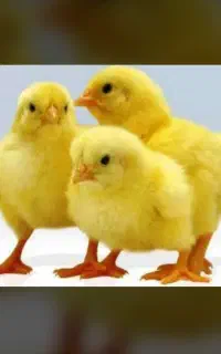 نیروی کار با سابقه و کارکرده مرغداری