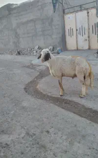دو عدد قوچ اصیل سنجابی