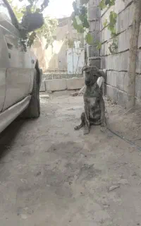 توله افغان ماده