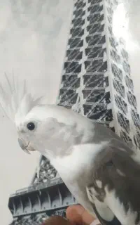 عروس هلندی مولد