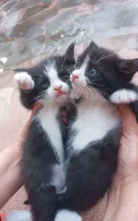 بچه گربه