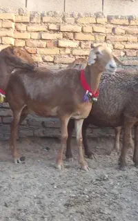 میش چینی