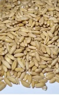 گندم دیم