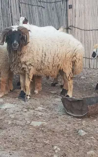 فروش غوچ