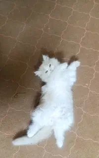گربه پرشین کلاسیک سه ماهه
