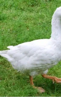 غاز زنده سالم و سرحال