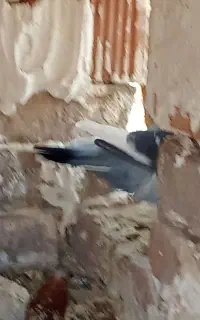 کفتر قره سبز