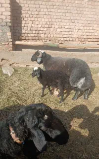 دوعدد قوچ  شال سرحال