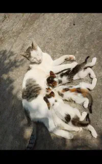 واگذاری رایگان بچه گربه