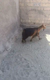 بز چاق جوان