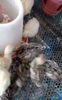 جوجه بوقلمون و خروس