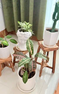 گلهای طبیعی با استند