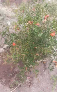 سرکارگر هستم هرکسی کار می‌خواهد زنگ بزند