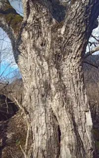 درخت گردو میوه ای درباغ  خریداریم
