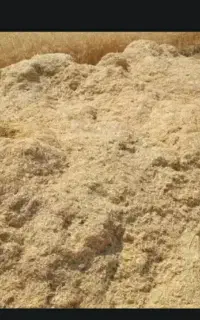 کاه جو