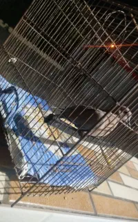 یک عدد کبوتر خونگی رام رام