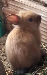 بچه خرگوش