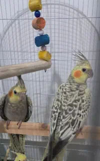 عروس هلندی