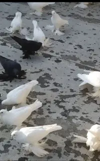 پرنده