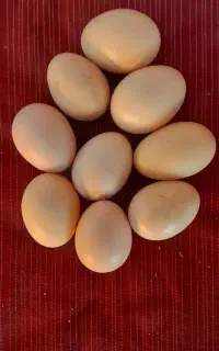 تخم مرغ لاری اصل نطفه دار
