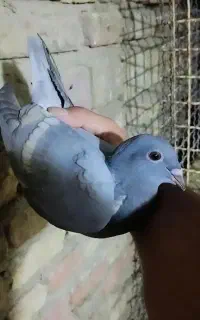 کفتر