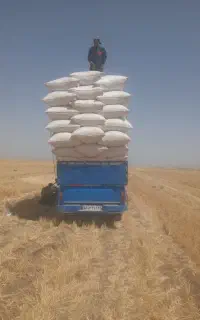 کاه گندم