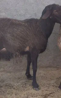 دوعدد قوچ همو جوان به شرط زدن