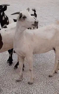 بز دورگ سومال