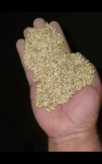 جو خارجی