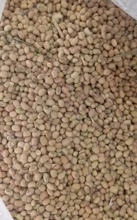 لوبیای معلی